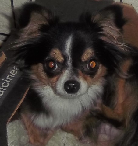 Chihuahua puppy for sale + 65280