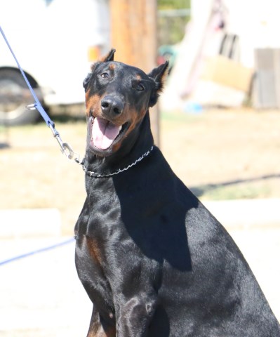 Doberman Pinscher puppy for sale + 47212