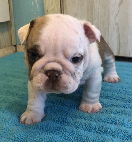 English Bulldog female