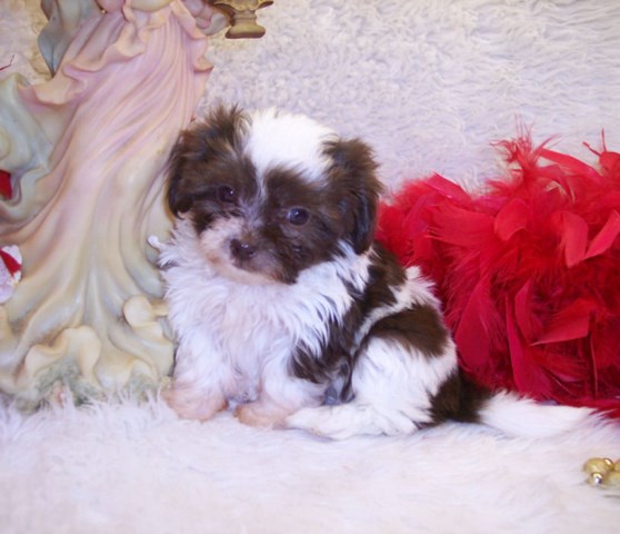 Shih Poo puppy for sale + 52898