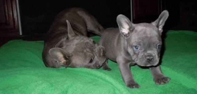 AKC Registered Beautiful French Bulldog Puppies