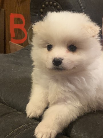 Pomeranian puppies looking for their forever homes