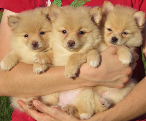 Pomeranian puppy for sale + 54243