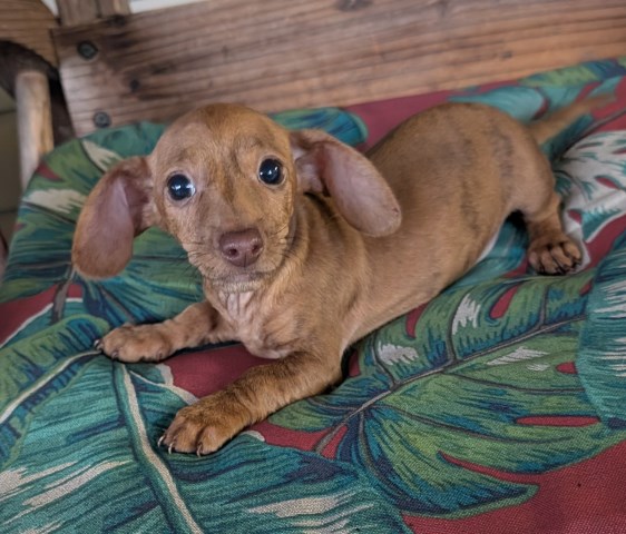 Dachshund puppy for sale + 59906