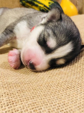 Siberian Husky puppy for sale + 58788