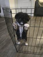 Australian shepherd puppies Australian Shepherd Dog for sale/adoption