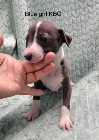 Italian Greyhound puppy for sale + 63501