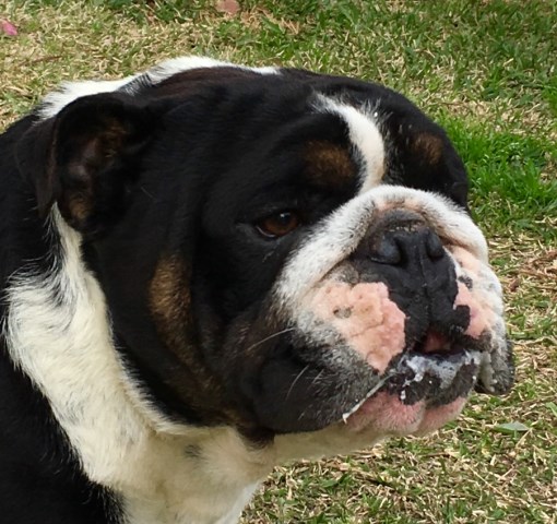 English Bulldog AKC RARE color puppies, DUE May Stud Black Tri, female  seal. $1,800