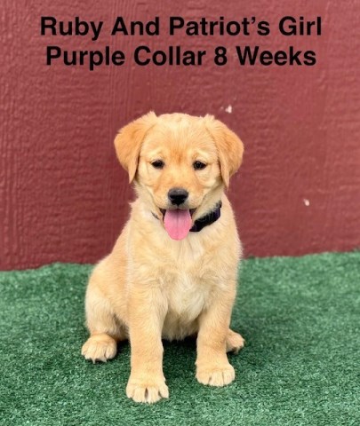 AKC Fox Red Female Labrador Puppy