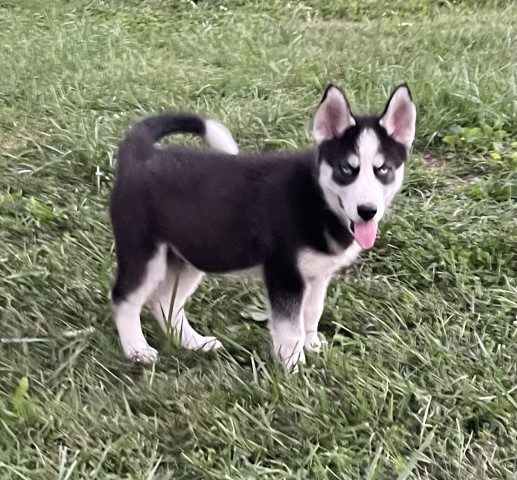 AKC Siberian Husky Pup