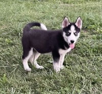AKC Siberian Husky Pup Siberian Husky for sale/adoption