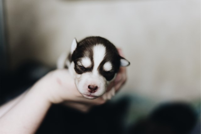 Akc Siberian husky puppies