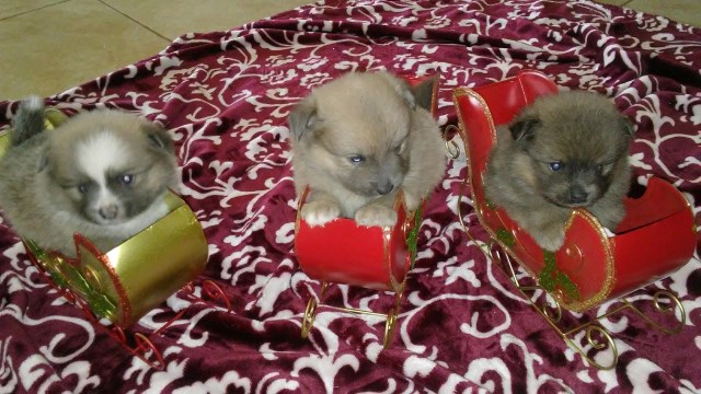 AKC Purebred Pomeranian Puppies