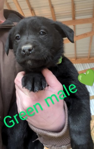 Aussiedor puppy