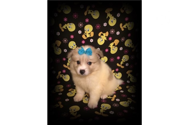 American Eskimo Dog puppy for sale + 60683