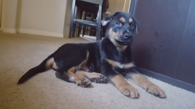 2 Month Old Male Lab/German Shepherd