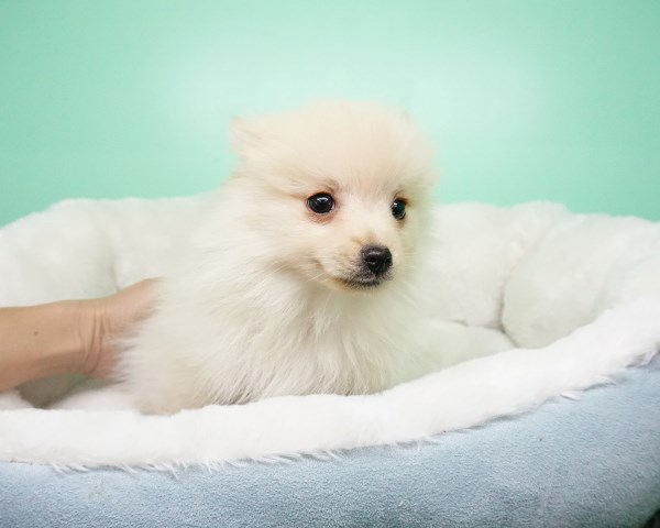 Pomeranian puppy for sale + 54201