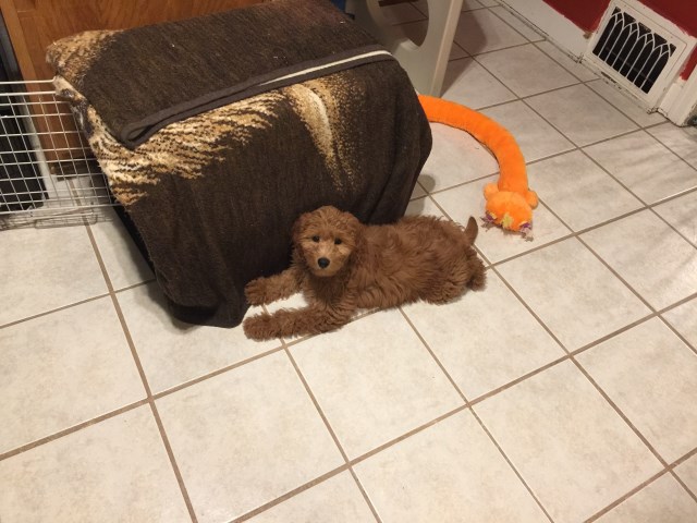 Female Irish Doodle Puppy