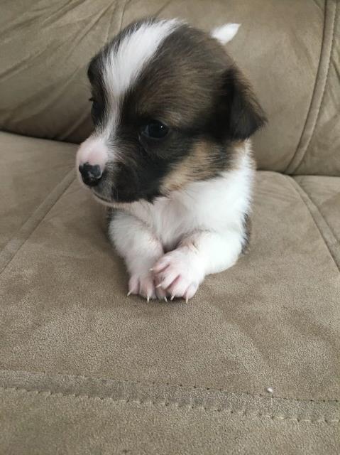 Pembroke Welshi Corgi Puppies