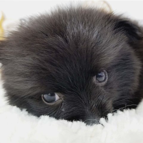 Pomeranian puppy for sale + 53619