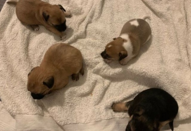 Chihuahua puppy for sale + 60994