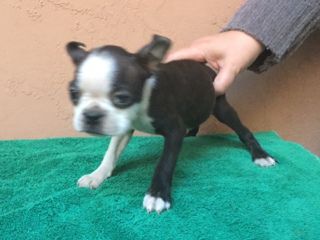 Boston Terrier puppy for sale + 47420