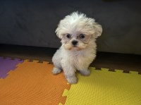 Shih Tuz female beauty puppy Shih Tzu for sale/adoption