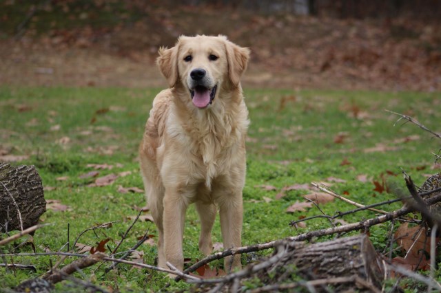 Akc ofa golden retriever puppy