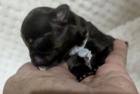 Chocolate Apple Head LC Chihuahuas  Males Chihuahua for sale/adoption