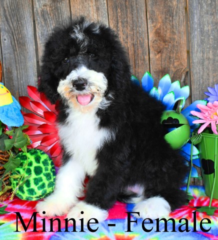 Minnie - Sheepadoodle