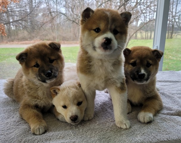 Shiba inu, purebred, born Oct 4 call   231 821 9399