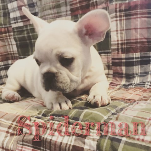 AKC Cream french bulldog male available