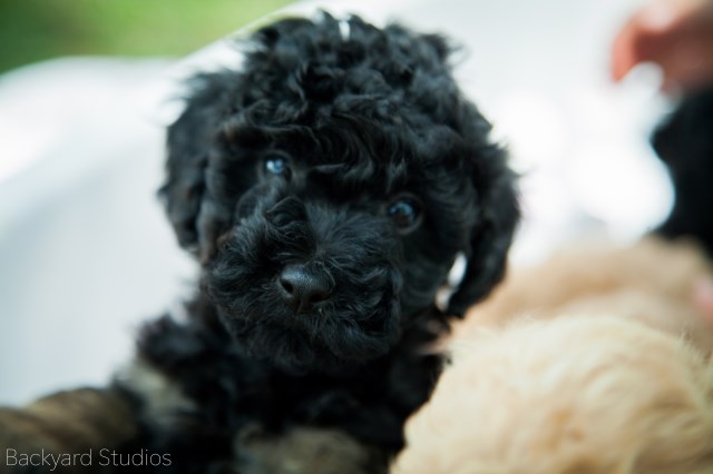 AKC Litter Toy Poodle - Phantom Coloring Black and chocolate