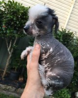 Chinese Crested thumbnail