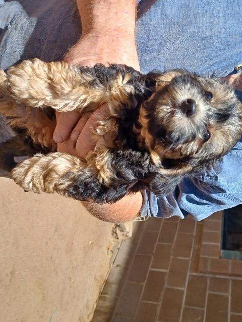 Havanese puppy for sale + 63396