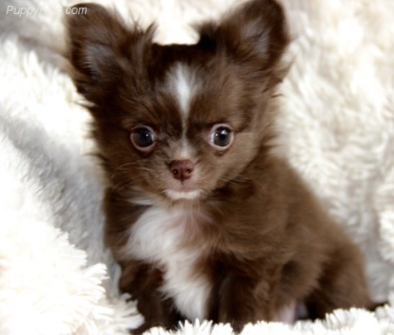 Chihuahua Puppy Dog For Sale In Natchitoches Louisiana