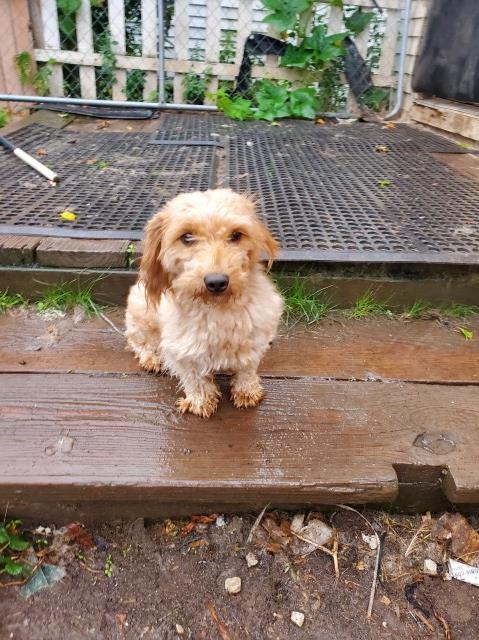 Mini Goldendoodle