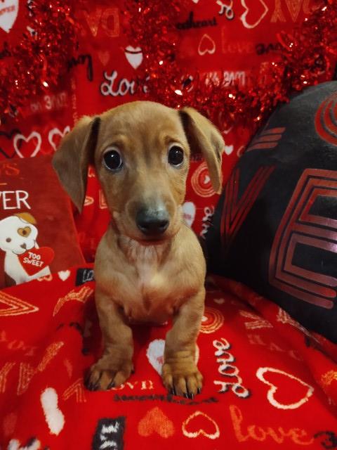 Gorgeous Miniature Dachshund Puppy Available Now