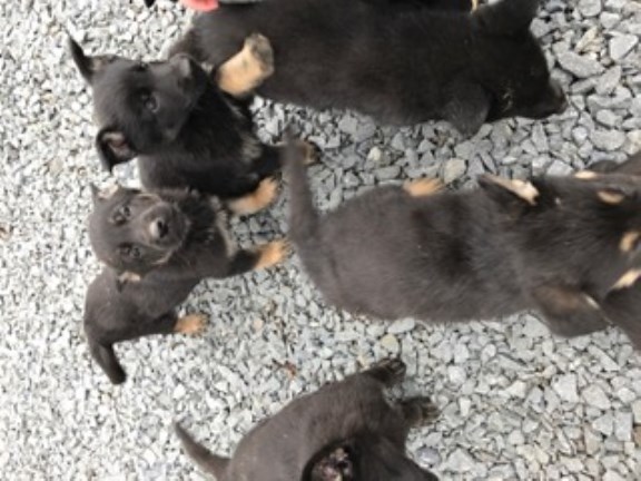 Pure Bred German Shepherd Puppies for sale