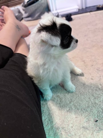 AKC   Long Coat Apple Head Chihuahua   Valentino  Charlies Pups