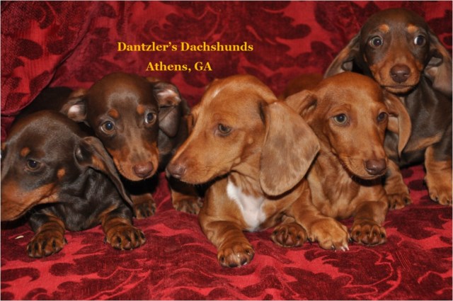 Dachshund puppy dog for sale in Athens,