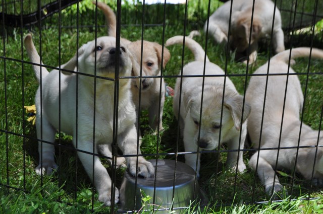 Labrador Retriever puppy for sale + 51786