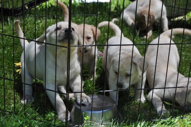 Labrador Retriever puppy for sale + 51786