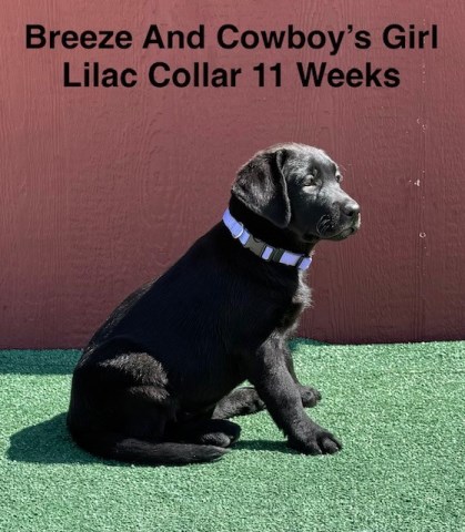 Labrador Retriever puppy for sale + 67135