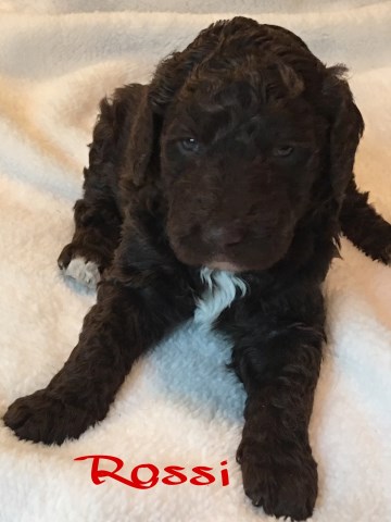 F1B Aussiedoodle puppies for sale