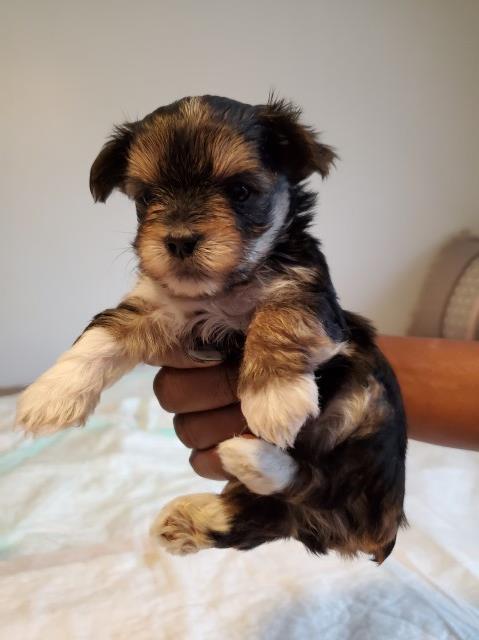 Chase   Morkie  Male