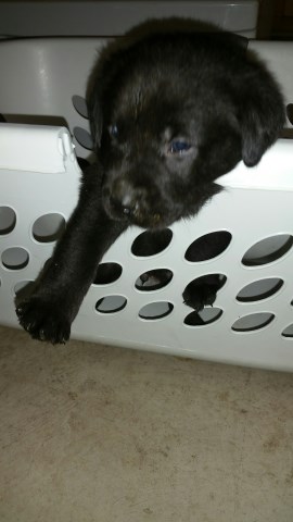 akc labrador puppies for sale
