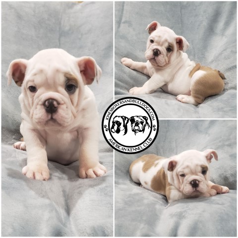 Akc English Bulldog Puppies