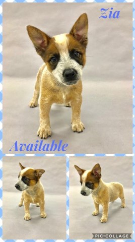 AKC Australian Cattle Dog Puppies