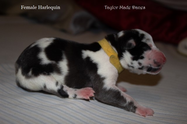 AKC Great Dane puppies